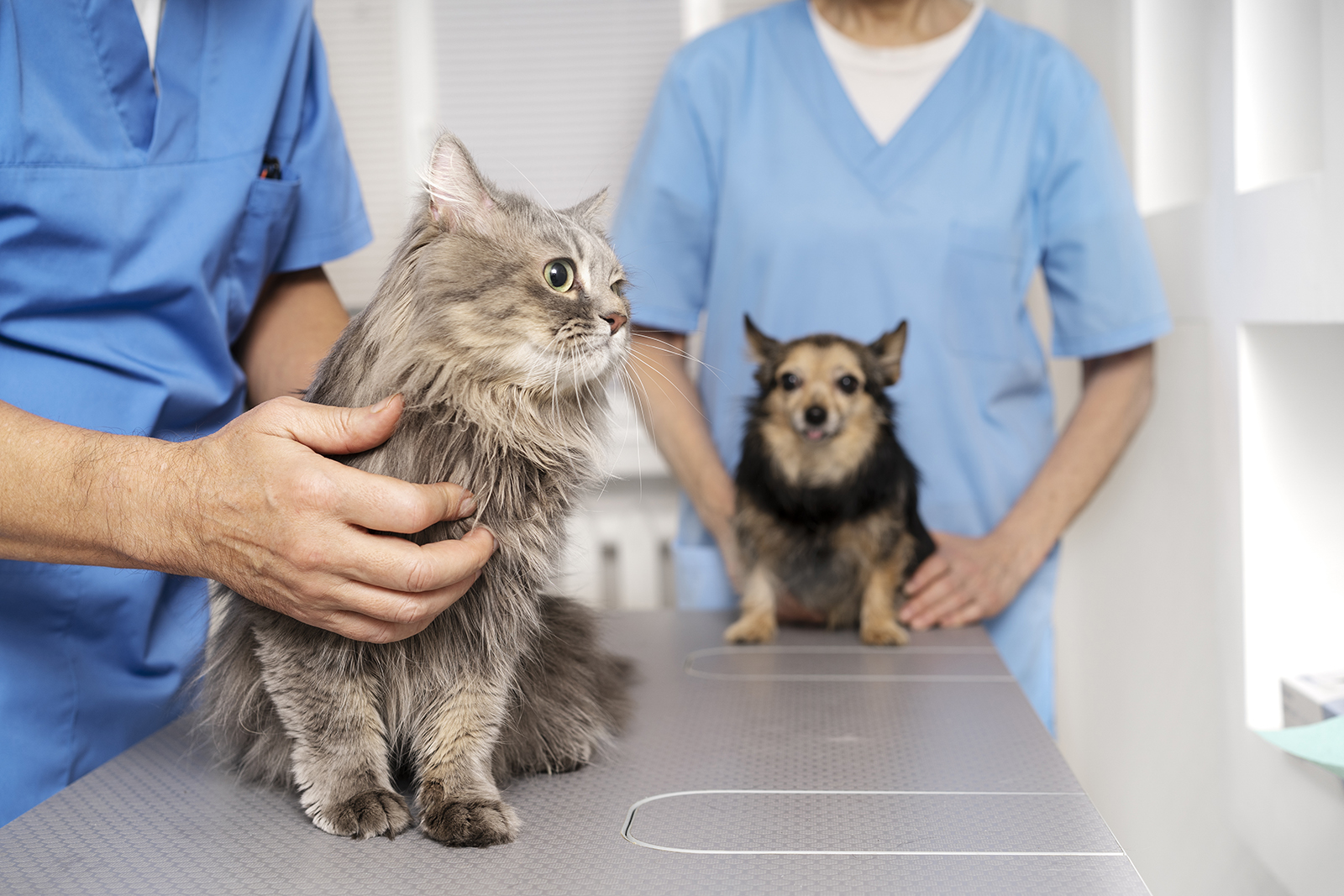 Veterinary doctor taking care pet 